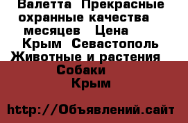 Валетта. Прекрасные охранные качества. 8 месяцев › Цена ­ 1 - Крым, Севастополь Животные и растения » Собаки   . Крым
